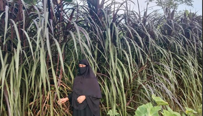 ঘাস থেকে গুড় তৈরি করে স্বাবলম্বী খাদিজা বেগম