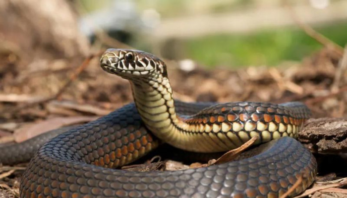 দেশেই সাপের ‘এন্টি ভেনম’ তৈরি সম্ভব!